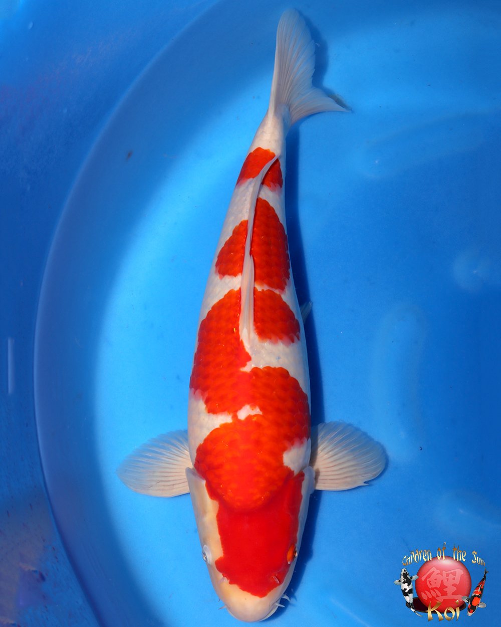 Imported Japanese Koi — Children of the Sun Koi - Japanese Koi For